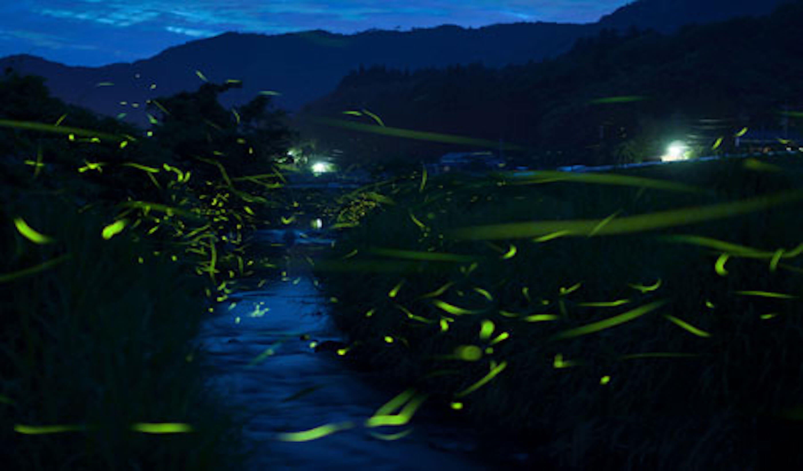 美杉リゾート 蛍ツアー